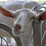 Farm Management Software